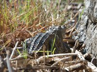 Crocodile du Nil
