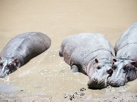Hippopotame amphibie -Hippopotamus amphibius