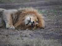 Lions sieste