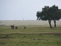 Éléphant de savane d'Afrique - Loxodonta africana