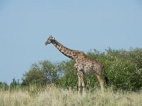 Girafe massaï - Giraffa camelopardalis tippelskirchi