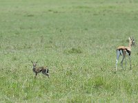 Gazelle de Thomson - Gazella thomsonii