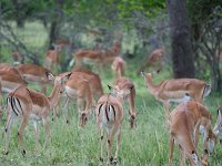 Impala - Aepyceros melampus