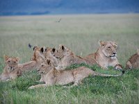 Lion d'Afrique - Panthera leo leo
