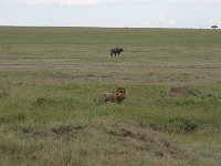 Mort du lionceau