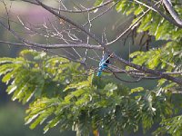 Martin-chasseur à poitrine bleue - Halcyon malimbica