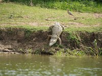 Crocodile du Nil - Crocodylus niloticus