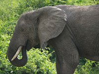 Elephant de savane d'Afrique - Loxodonta africana