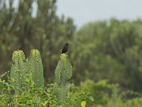 Gobemouche drongo - Melaenornis edolioides