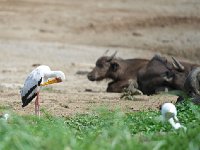 Tantale ibis - Mycteria ibis