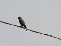 Faucon ardoisé -  Falco ardosiaceus