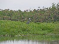 Bec-en-sabot du Nil - Balaeniceps rex