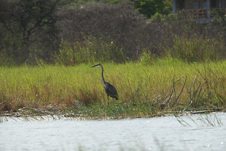 Héron goliath