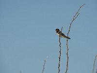 Hirondelle rustique