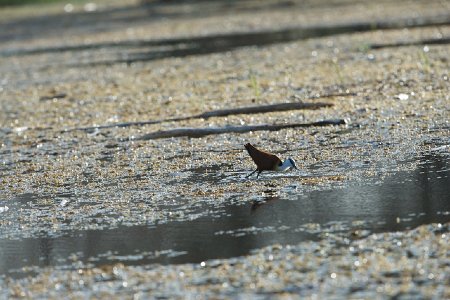 Jacana à poitrine dorée