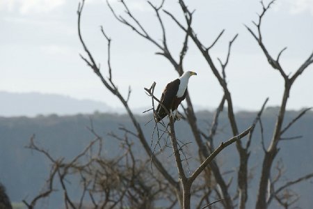 Pygargue vocifère