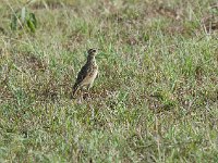 Pipit africain - Anthus cinnamomeus