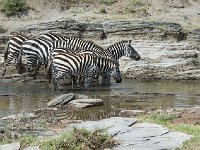 Zèbres des plaines - Equus quagga