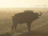 Buffle d'Afrique au petit matin