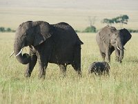 Éléphant de savane d'Afrique - Loxodonta africana