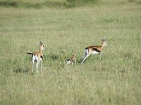 Gazelle de Thomson - Gazella thomsonii