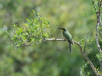 Guêpier nain - Merops pusillus