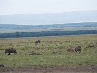 Phacochère commun - Phacochoerus africanus