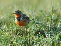 DSC4265  Sentinelle à gorge rose - Macronyx ameliae