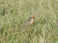 DSC4284  Sentinelle à gorge rose - Macronyx ameliae